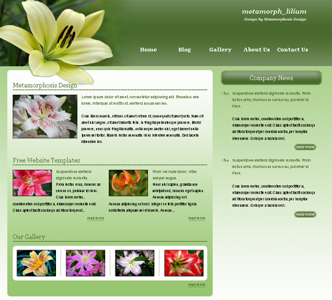 free web template - lilium