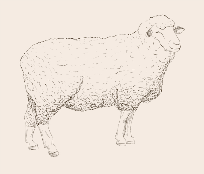 free-sheep-vector-images